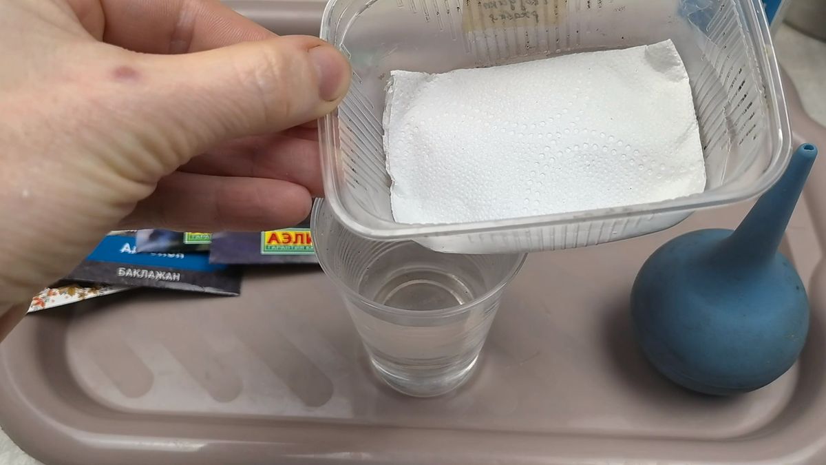 Выращивание баклажанов без земли: необычный метод посева в 2026 году