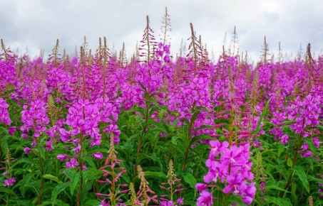 �������: ������� ��������, ����������� ������ ��������� ��������