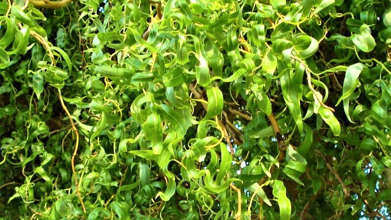 Ива Матсудана: чудо природы, которое украсит любой сад