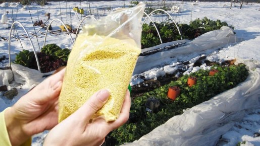 Как пачка пшена за 73 рубля превращает огород в магический сад