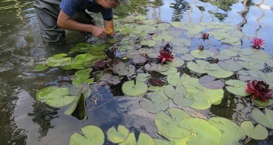 Натуральные удобрения для прибрежных растений: как ухаживать за зелеными уголками у воды без химии