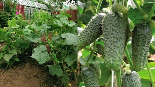 ��������������� ������: ��� ���������� ������� � �������, ������� �������� ������������