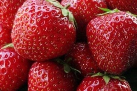 Преимущества и нюансы ухода за клубникой сорта Корона