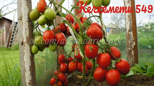 Томат Кечкемети 549: легкость ухода и великолепный вкус