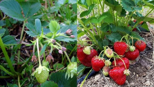 Как зола из печи спасает клубнику: секреты успешной подкормки