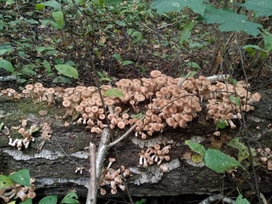 ������� �����: ������ �������� �������� �������