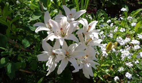 ����������� ���������� ����������� ������ � ����