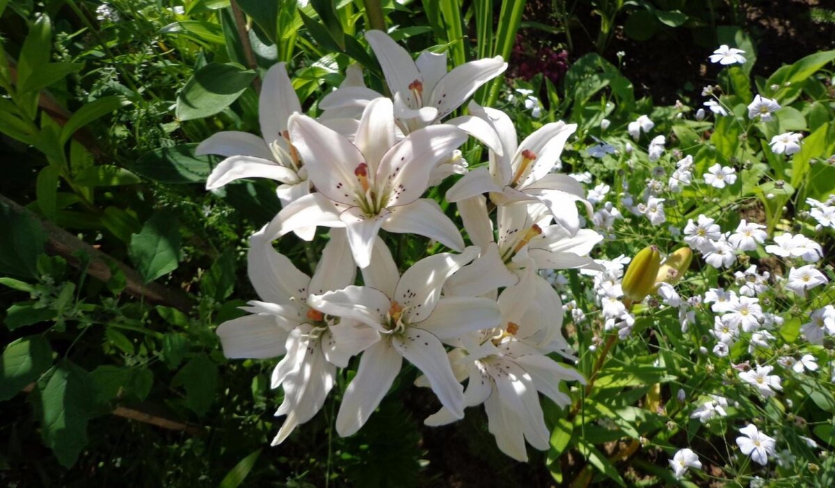 Эффективная подготовка многолетних цветов к зиме