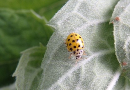 Божьи коровки: удивительное разнообразие и их роль в экосистеме