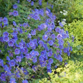 ������� �����: ������ �������������� �������� ��� impatient ���������