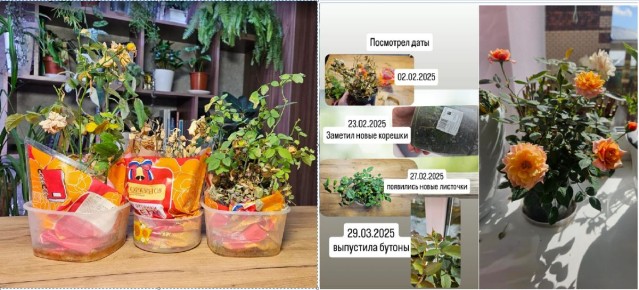 Как вернуть к жизни увядшую розу: проверенные шаги на практике