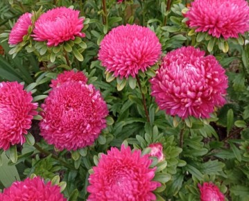 Как продлить цветение астр до морозов: советы дачников