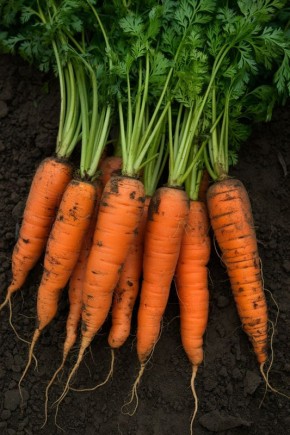 ��� �������� ������ �������: ������� ����������� ��������� � �������� ����