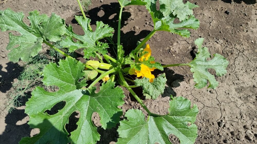 Как предотвратить гниение кабачков: простые советы для успешного урожая