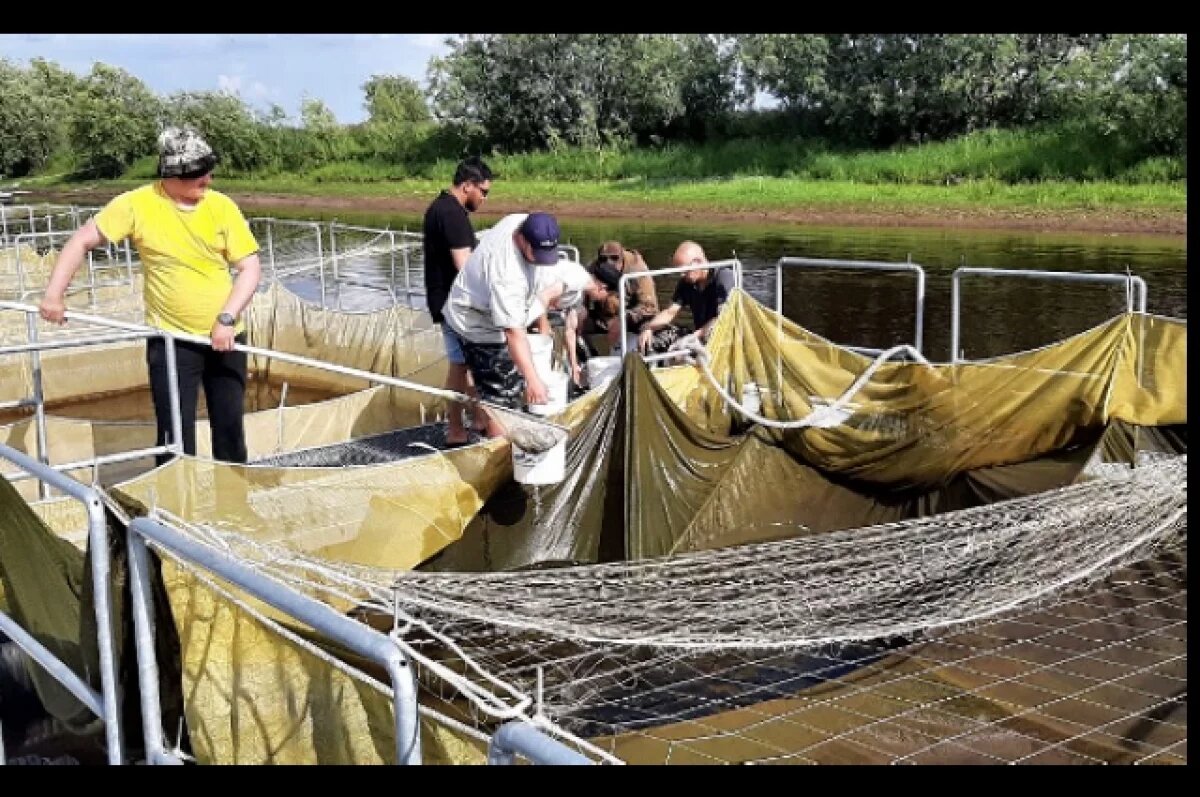 На Ямале внедряют уникальный метод отслеживания муксуна по чешуе
