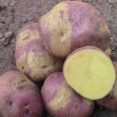 Картопля Арлекин: необычный сорт с удивительным вкусом