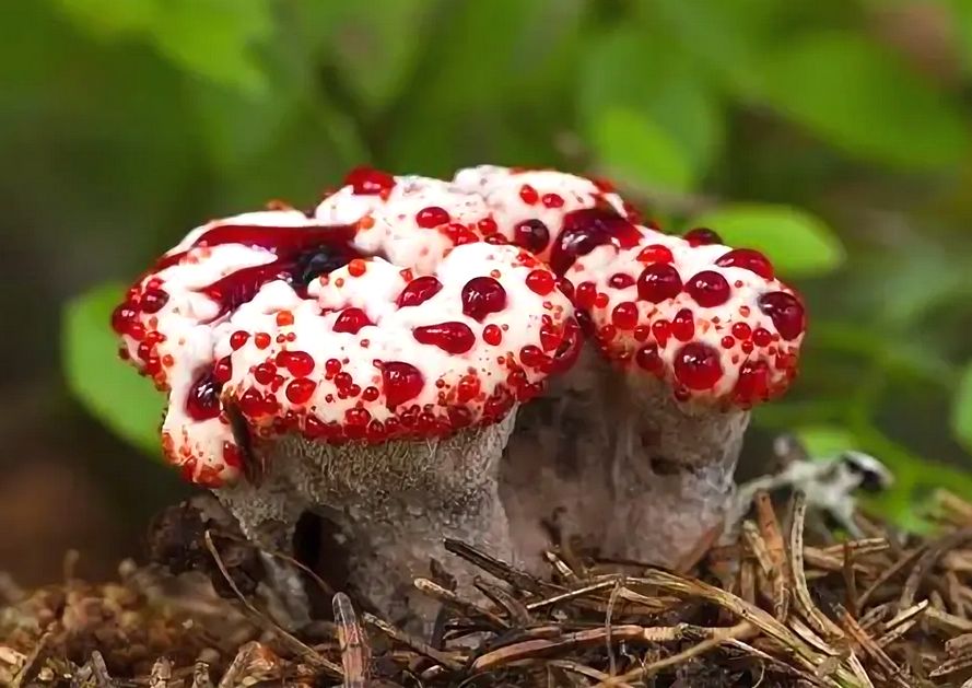 ��������� ����: ���������� ����, ������� "����������"