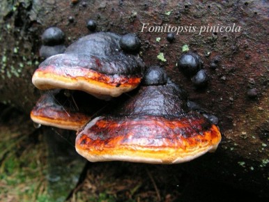 ��������� ������� ������� ����� ������� ������ � ������� ������