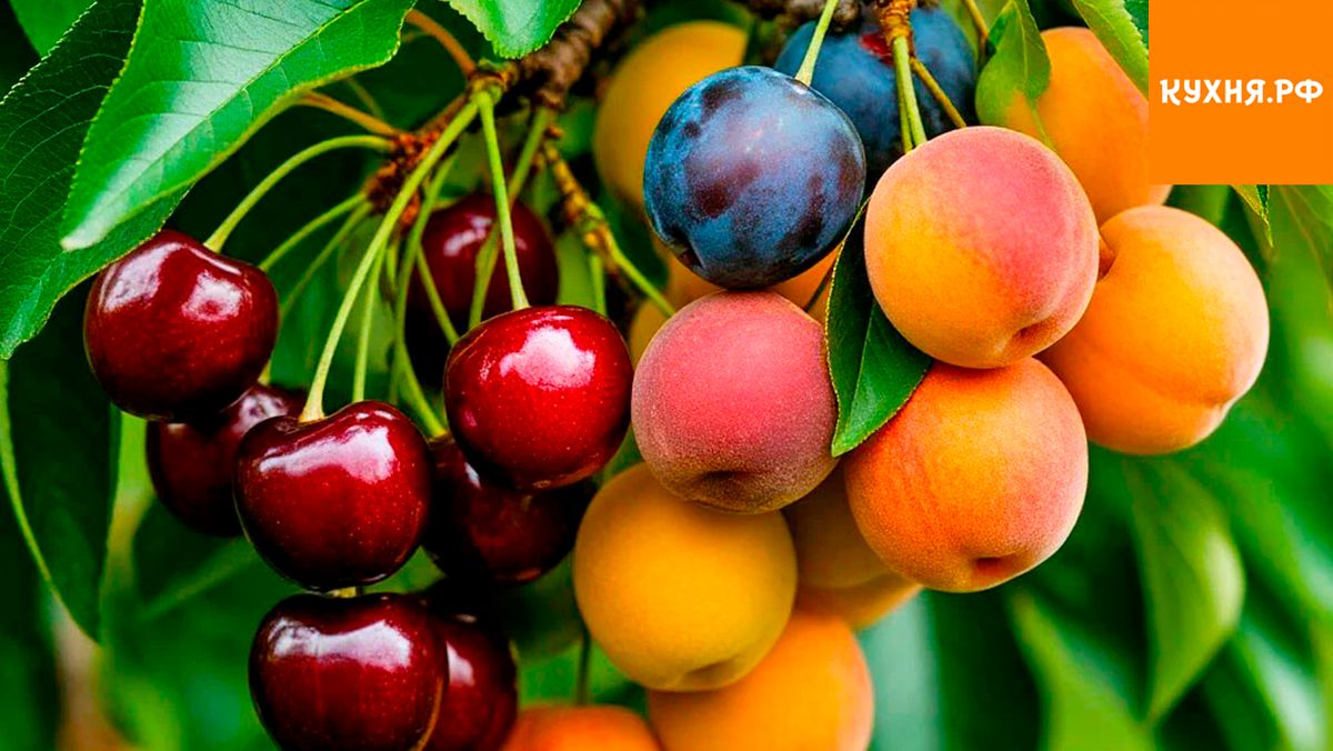 ����� ������� ��������� ���������: ������ 40 ������� �������� �������������