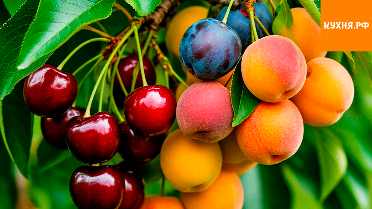 Когда природа встречает искусство: Дерево 40 фруктов удивляет разнообразием