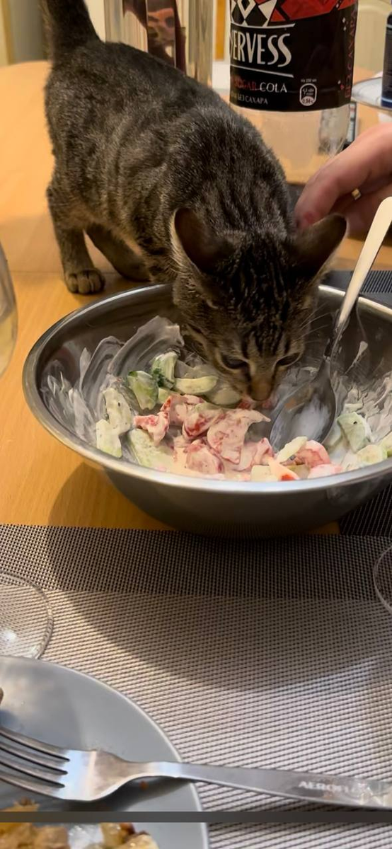 Изящные гастрономические предпочтения котиков