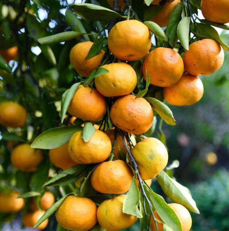 ���� ������� �������� ������ ����������: ������ �������� 8 ����� ����