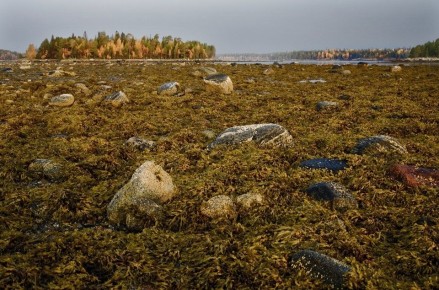 Насколько безопасны водоросли: эксперт предупреждает о фукусе