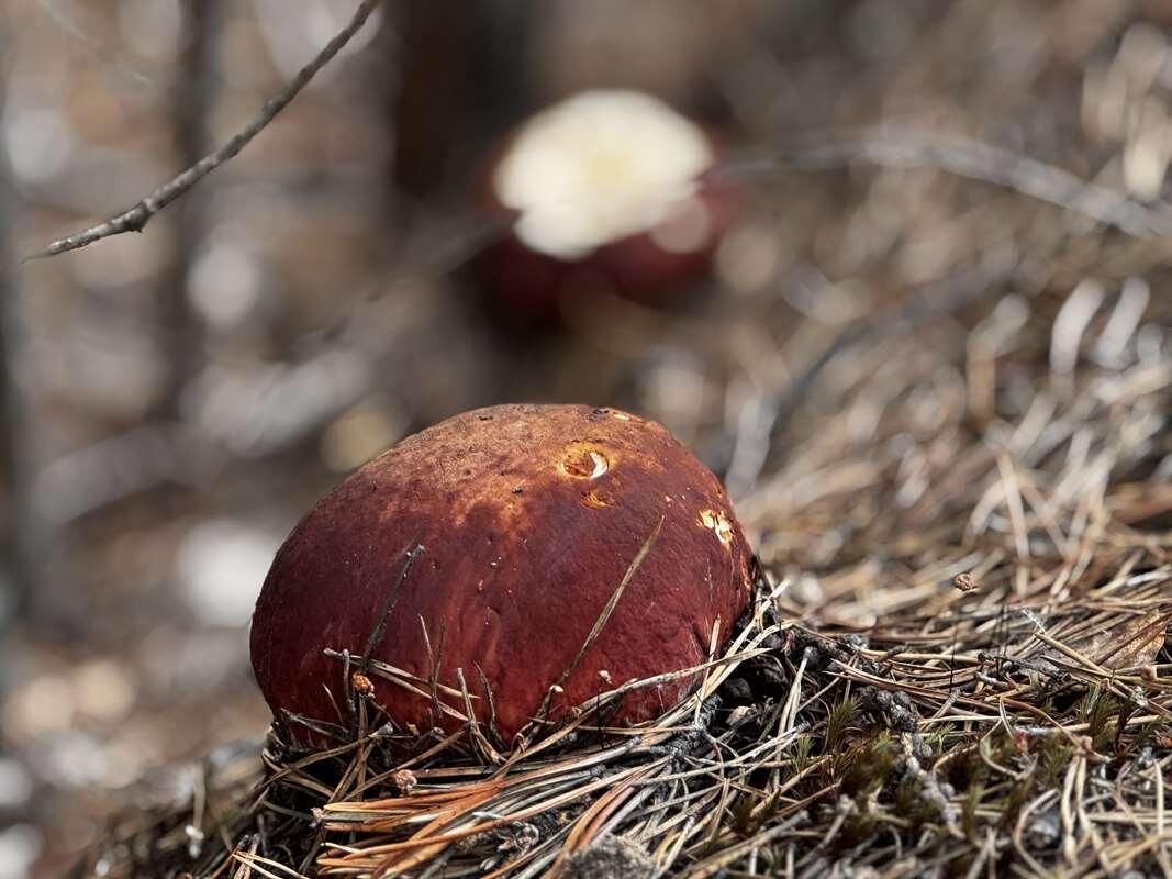 ������� ��������: �������������� ����� �� ��������� �����