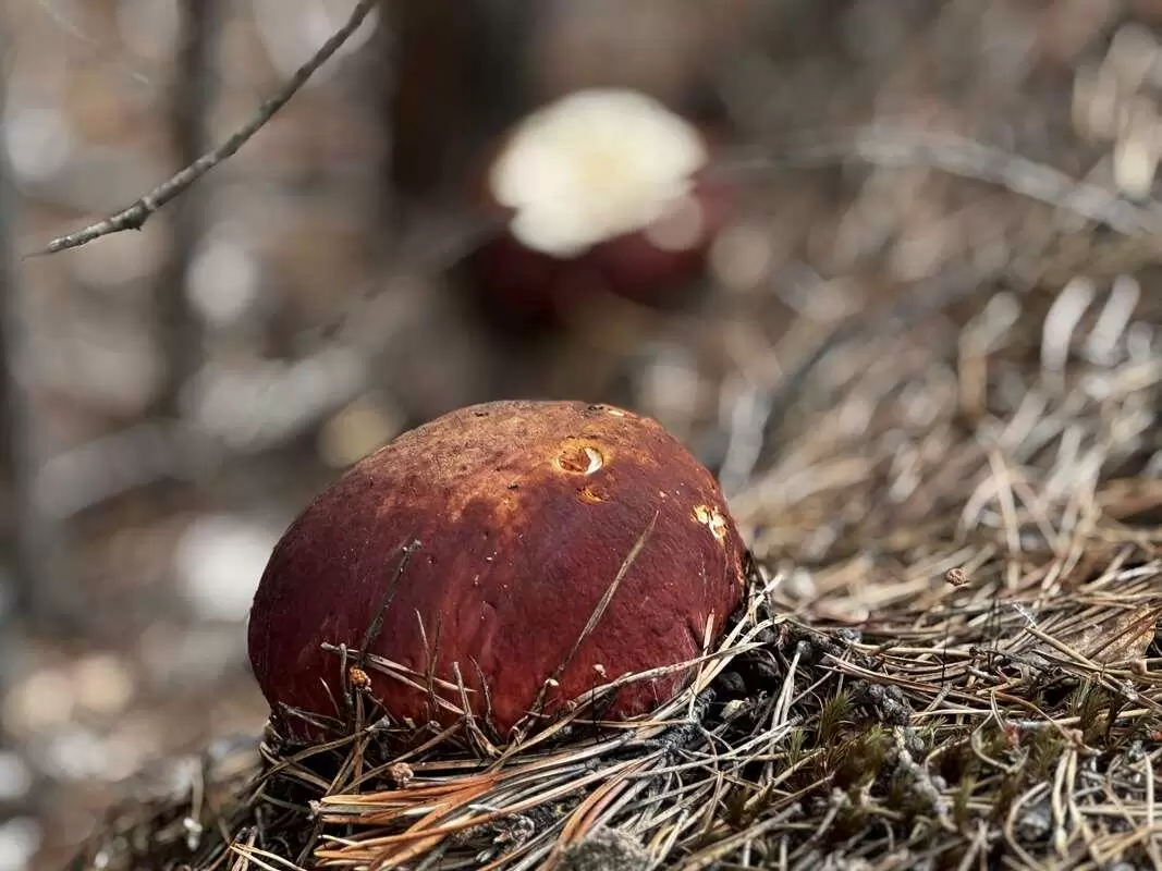 Грибные вареники: восхитительное блюдо из уральских лесов