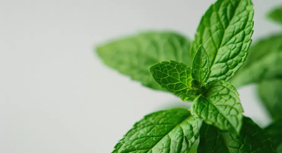 Мята как усилитель: как смарт?сочетания в продуктах Siberina усиливают действие натуральных компонентов