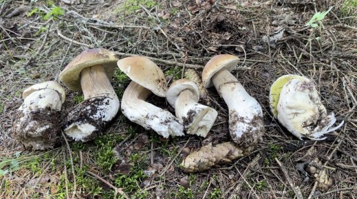 ������ �����: �������� �������� ������� � ���������� �������