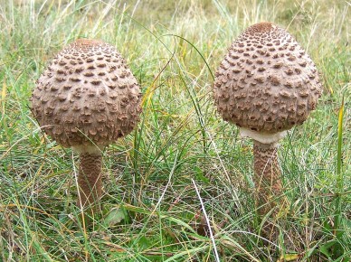 ����-������ ������: ��������� ��������� �� ����� �����