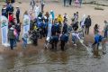 В Кронверкский пролив выпустили 300 мальков сига в День корюшки