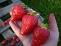 16 сортов клубники для весенней посадки, которые вас поразят