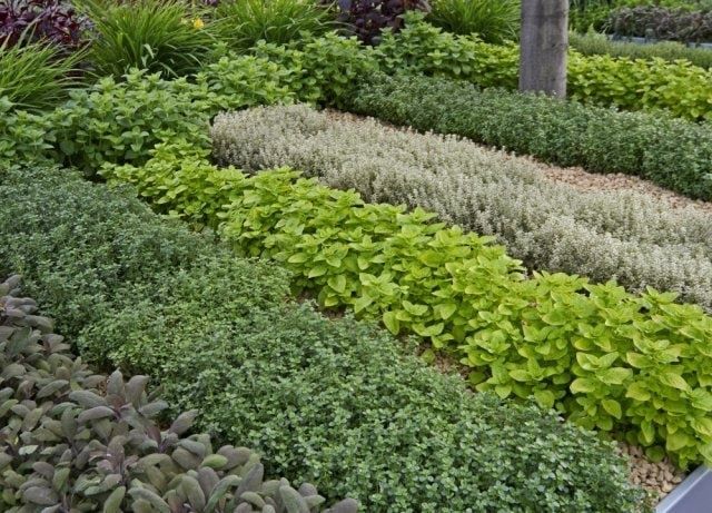 Пряные травы для здоровых кур