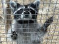 Доброта осени: как тыква может стать символом надежды для животных
