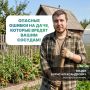 Летние овощи с грядки: как избежать опасностей для сосудов